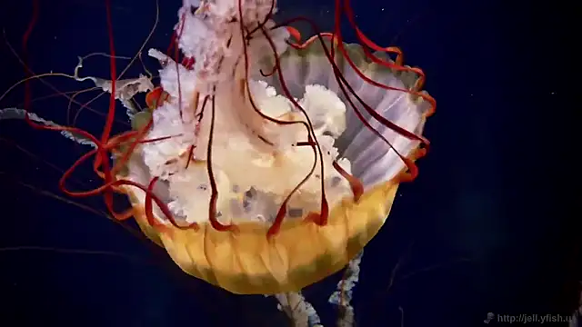 streamy test11 online show from 9, 10, 2025