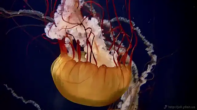 streamy test11 online show from 12, 11, 2025