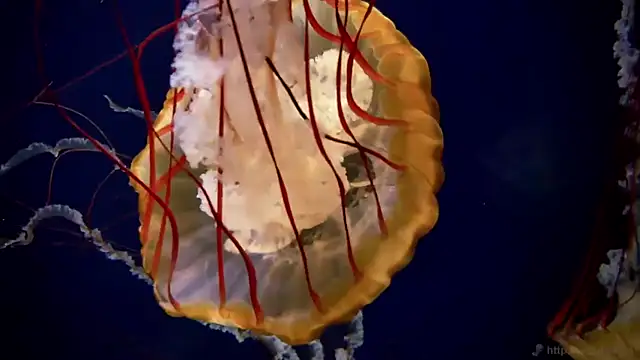 streamy test11 online show from 19, 11, 2025