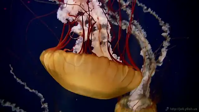 streamy test11 online show from 5, 2, 2026