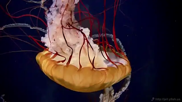 streamy test11 online show from 25, 2, 2026