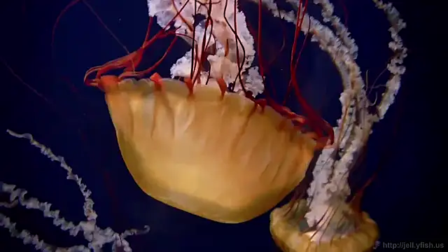 streamy test11 online show from 18, 3, 2026