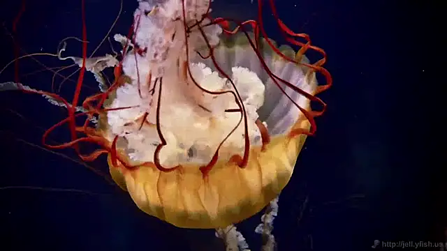 streamy test11 online show from 30, 3, 2026