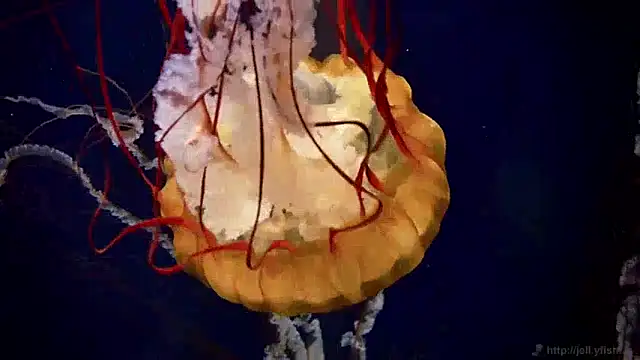 Snapshot of streamy_test12 chatting on 10, 12, 2024 streamy test12 online show from 10, 12, 2024