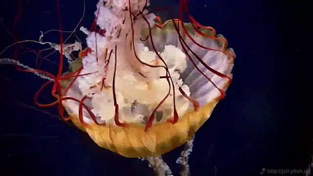 Snapshot of streamy_test12 chatting on 13, 12, 2024 streamy test12 online show from 13, 12, 2024