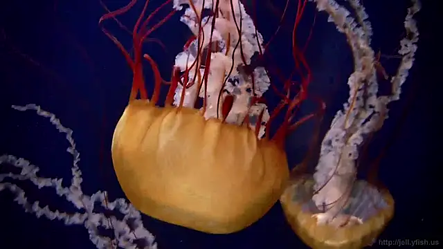 Snapshot of streamy_test12 chatting on 19, 12, 2024 streamy test12 online show from 19, 12, 2024