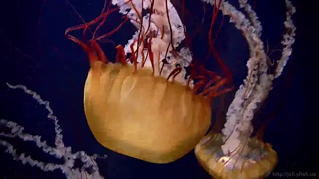 Snapshot of streamy_test12 chatting on 24, 12, 2024 streamy test12 online show from 24, 12, 2024