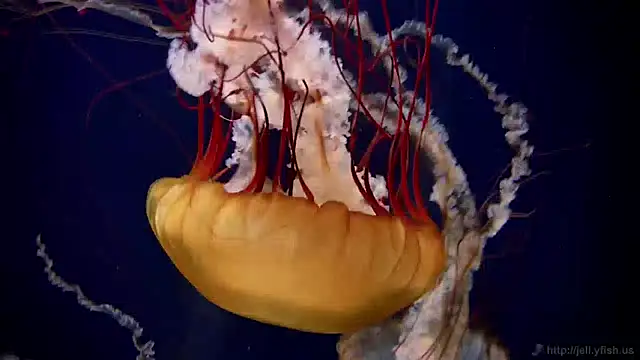 Snapshot of streamy_test12 chatting on 27, 12, 2024 streamy test12 online show from 27, 12, 2024