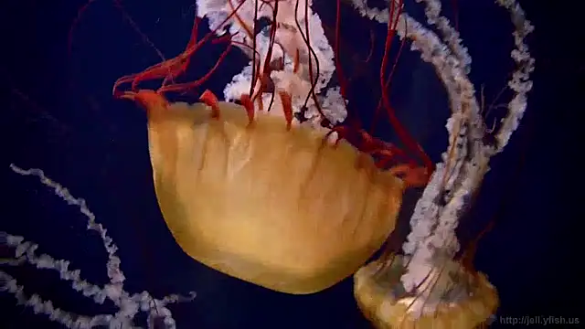 Snapshot of streamy_test12 chatting on 15, 1, 2025 streamy test12 online show from 15, 1, 2025