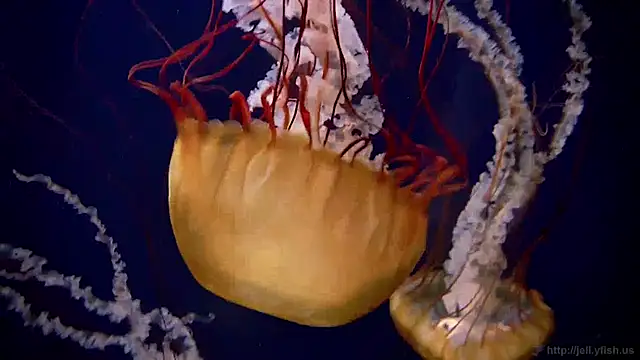 Snapshot of streamy_test12 chatting on 27, 1, 2025 streamy test12 online show from 27, 1, 2025