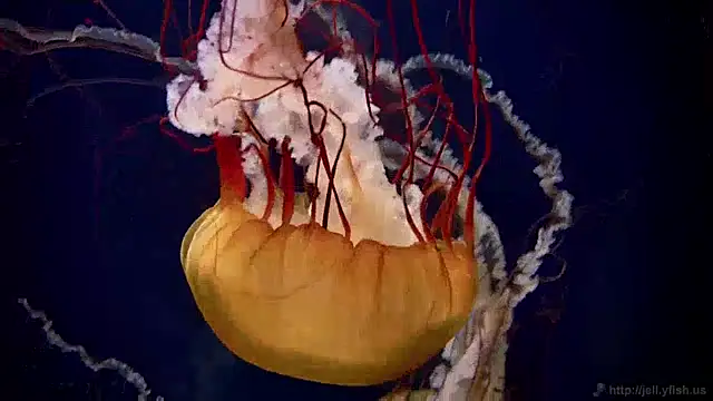 Snapshot of streamy_test12 chatting on 28, 1, 2025 streamy test12 online show from 28, 1, 2025