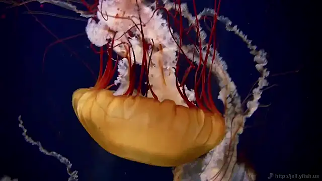 Snapshot of streamy_test12 chatting on 4, 2, 2025 streamy test12 online show from 4, 2, 2025