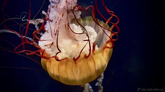 Snapshot of streamy_test12 chatting on 23, 9, 2025 streamy test12 online show from 23, 9, 2025