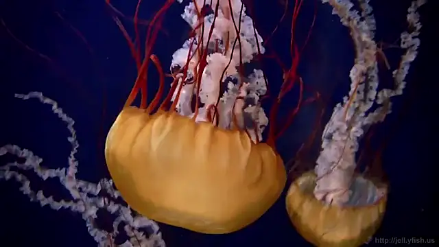 Snapshot of streamy_test12 chatting on 25, 9, 2025 streamy test12 online show from 25, 9, 2025