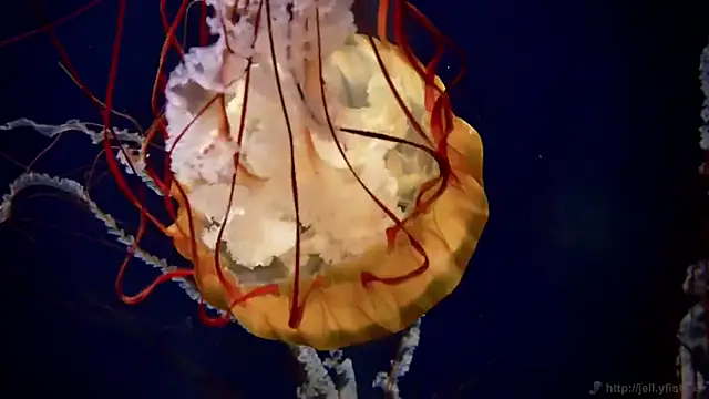 Snapshot of streamy_test12 chatting on 22, 10, 2025 streamy test12 online show from 22, 10, 2025