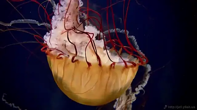 Snapshot of streamy_test12 chatting on 27, 10, 2025 streamy test12 online show from 27, 10, 2025