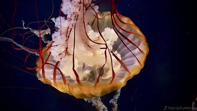 streamy test12 online show from 24, 2, 2026