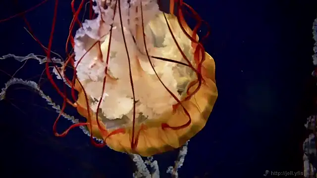 streamy test12 online show from 31, 3, 2026