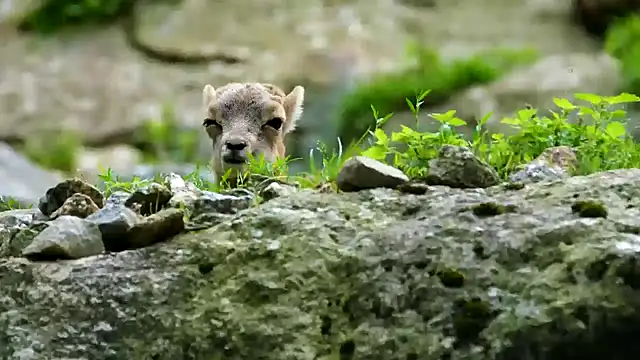 streamy test13 online show from 21, 2, 2025