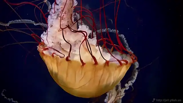 streamy test13 online show from 20, 3, 2025