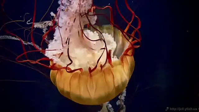 streamy test13 online show from 9, 9, 2025