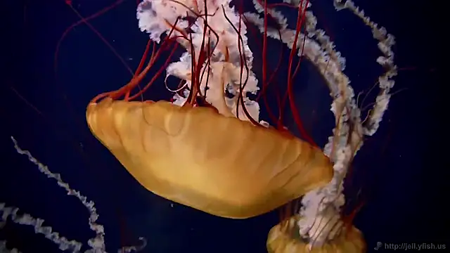 streamy test15 online show from 4, 12, 2025