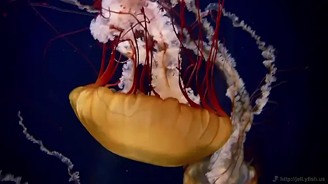 streamy test15 online show from 11, 2, 2026