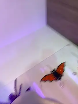 mikuru hara online show from 5, 10, 2025