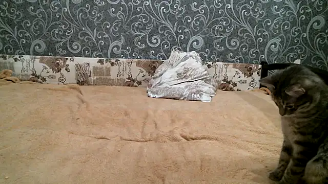 DennisXCaroll online show from 23, 2, 2025