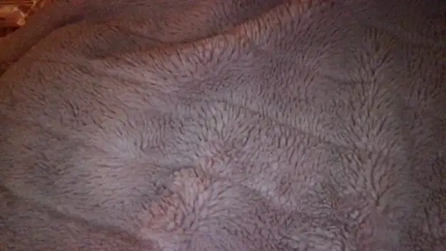 loveofbea online show from 9, 4, 2026