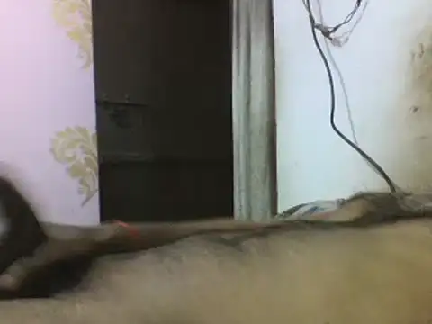 Desi GfBf online show from 3, 3, 2025