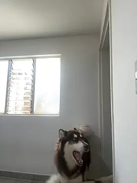 Arilw online show from 1, 2, 2025