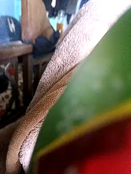 AssamSilchar93 online show from 18, 12, 2024