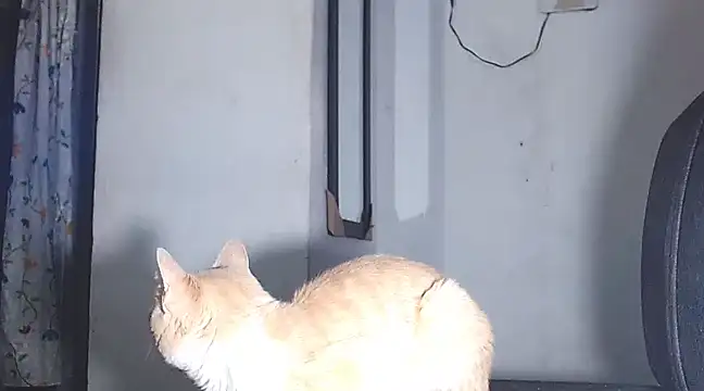 Snapshot of sofi_doll77 chatting on 1, 3, 2025 sofi doll77 online show from 1, 3, 2025