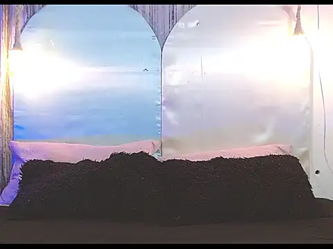 tylor boy online show from 7, 1, 2026