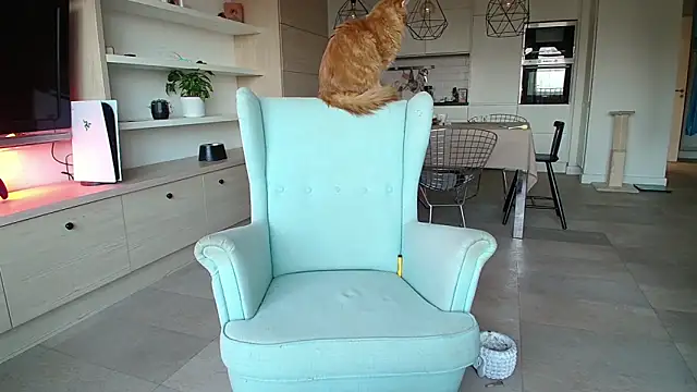 Kotis Foxy online show from 3, 10, 2025