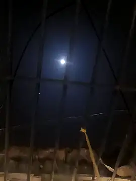 jellydicks online show from 11, 1, 2025