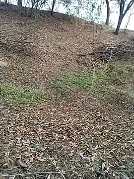 jellydicks online show from 28, 2, 2026