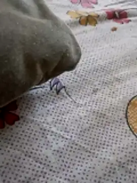 Snapshot of Punjabi_beauty123 chatting on 8, 2, 2026 Punjabi beauty123 online show from 8, 2, 2026