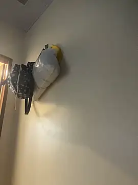 Carolinen online show from 1, 4, 2026