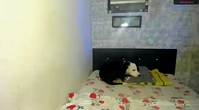 danna sofiah online show from 18, 2, 2025