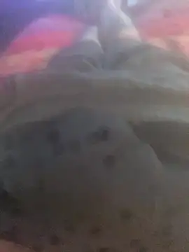 solomec online show from 25, 9, 2025