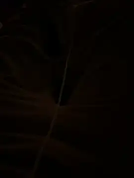 themasteer69 online show from 17, 1, 2026