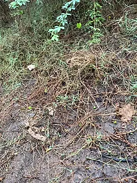 Snapshot of tamil000000 chatting on 13, 3, 2025 tamil000000 online show from 13, 3, 2025