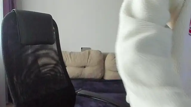 Ostin meow online show from 7, 11, 2025