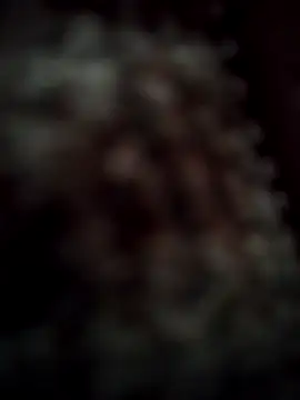 RODRI POLLADURA online show from 28, 11, 2025