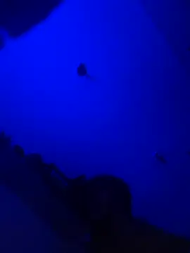 Snapshot of Raziv_komal143 chatting on 25, 2, 2025 Raziv komal143 online show from 25, 2, 2025