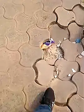 Snapshot of Raj41 chatting on 2, 12, 2025 Raj41 online show from 2, 12, 2025