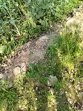 xmanrawan2 online show from 17, 2, 2025