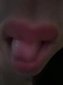 daianaspencer online show from 13, 4, 2026